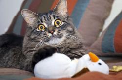 开云sport-双线鏖战，欧洲绿茵东瀛羽，战术与意志的胜利交响