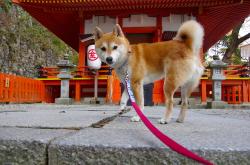 开云体育-郭艾伦37分引爆津门铁骑，天津四连胜轰然碾压新疆