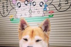 开云体育登录-当迈凯伦的铁蹄踏过银石，为何唯有塞恩斯的身影穿透了尘烟？