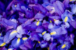 开云体育中国-跨越山海的精神火炬，广东队如何用团队篮球哲学点亮塔图姆的孤胆英雄路