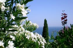 开云体育平台APP-改写历史的对决，张本智和关键制胜助波兰队历史性力克德国队