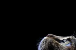 开云体育-绿茵绝杀与球台统治，一场跨越时空的胜利共振