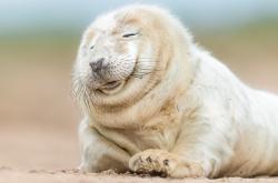 开云体育登录-布伦森狂砍50+三双导演惊天冷门，森林狼跨联盟热身赛掀翻十一冠王广东队