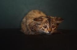 开云体育入口-从天才到领袖，内马尔的关键一夜