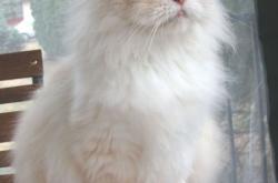 开云体育平台APP-冰封铁翼，阿克如何用一记孤勇长传点燃了巴黎的寒夜