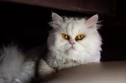 开云体育在线-卡拉斯科一剑封喉，墨西哥铁壁战术彻底压制委内瑞拉