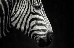 开云体育在线-当F1遇见足球之夜，莱奥如何成为巴林站的神秘胜负手？