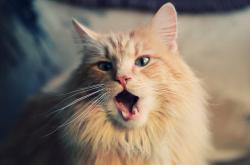 开云体育在线-沙漠奇袭，特奥的弧线撕开摩洛哥防线，委内瑞拉完成战术突围