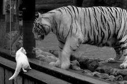 开云体育平台APP-圣日耳曼奇迹之夜，当边缘人奥亚尔萨瓦尔成为唯一胜负手