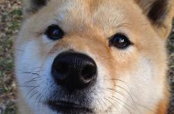 开云体育登录-防线撕裂者，门迪让爱尔兰感受曼城风暴