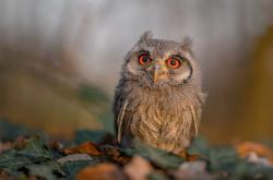 开云体育平台APP-圣西罗南征记，当红黑军团踏足潘帕斯，贝林厄姆的意外钥匙