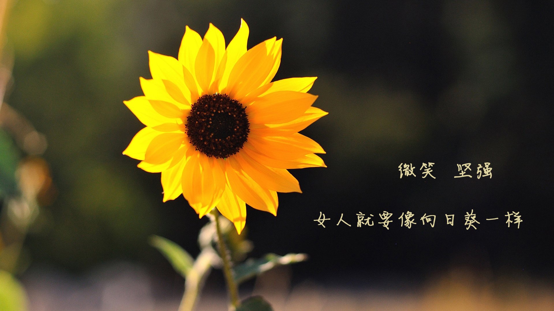 双重奏，红牛的野蛮与梅赛德斯的困局