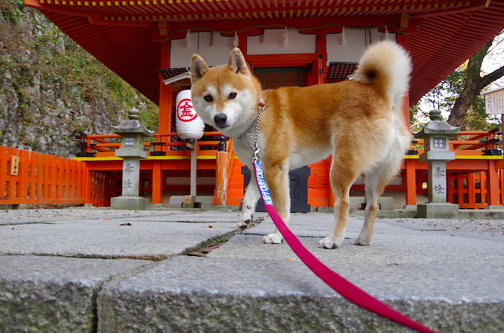郭艾伦37分引爆津门铁骑，天津四连胜轰然碾压新疆