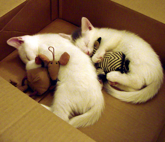 雷恩的黄昏见证,当赖斯的统治力定义了一场唯一的对决