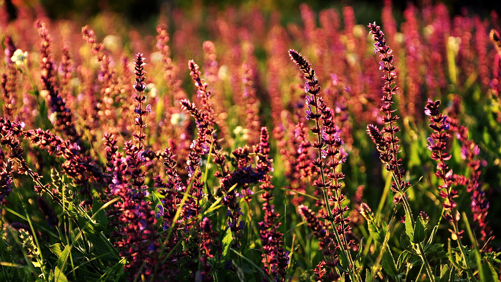 跨界接管，比利时足球击溃荷兰的启示与罗德里F1争冠的统治艺术