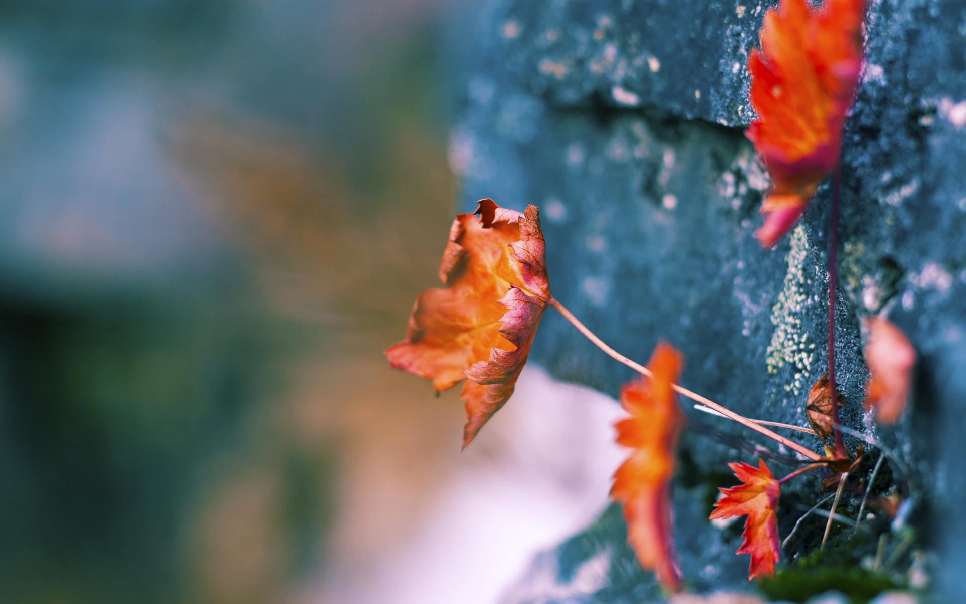 当华南虎啸声撕裂密尔沃基深夜，戈贝尔致命封盖下的跨洋篮球寓言