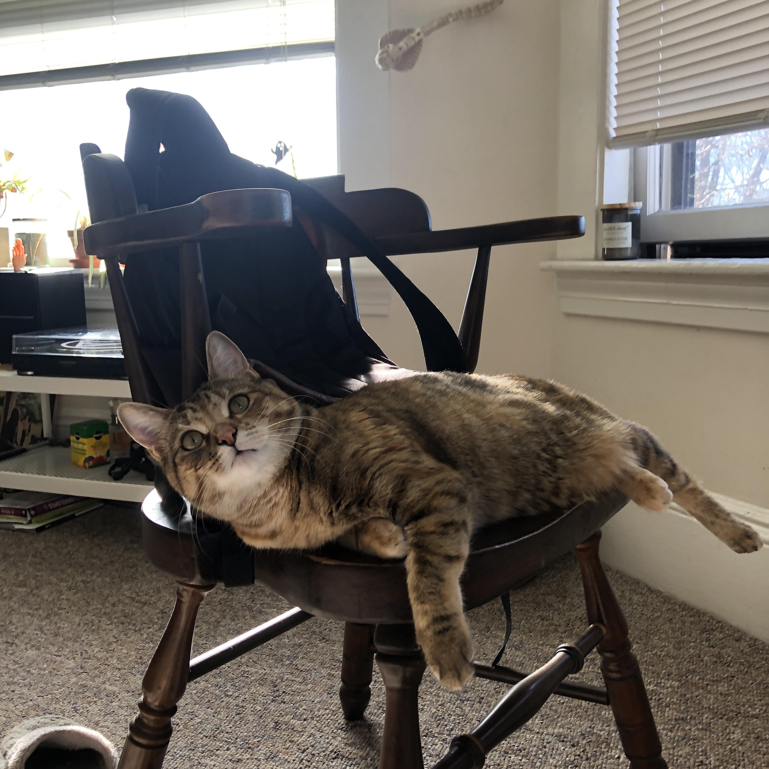 无名之辈征服足球圣殿,戈麦斯唯一性爆发助加拿大巅峰决胜那不勒斯