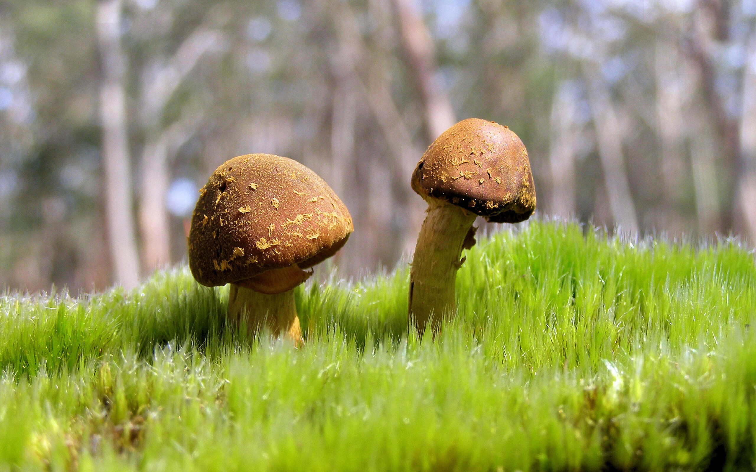 进攻万花筒奏响破壁乐章，西亚卡姆与尼克斯的碾压式美学