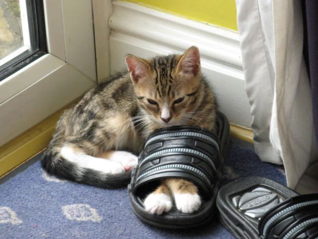 绿茵与硬木的对话，当梅西式魔法在NBA赛场上演