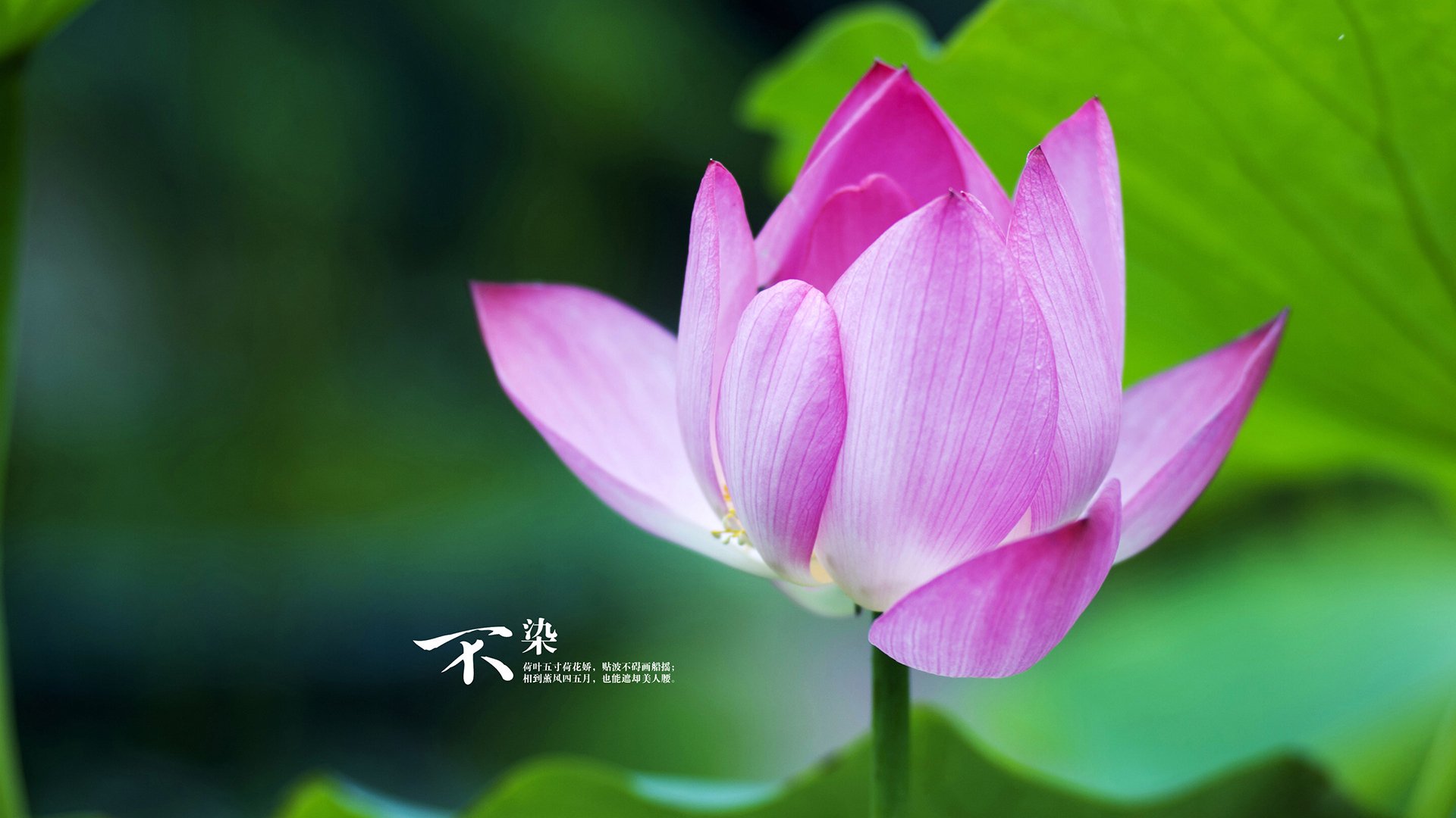 生存与绽放，当橄榄球绝境遭遇足球艺术