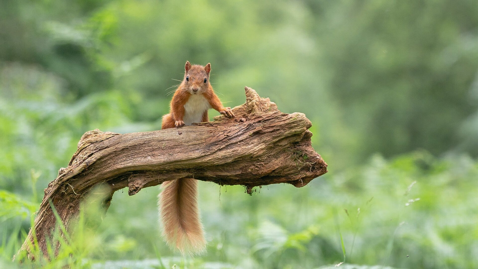 赛道手术刀，赖斯的黑色救赎之夜