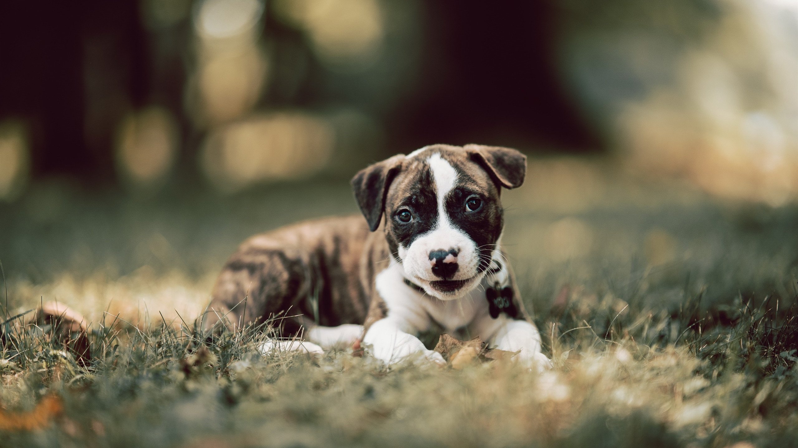 隔空交辉，周鹏的绝杀与浓眉的统治，同样的巨人意志在不同战场燃烧