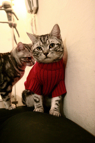 唯一双焦点,西决生死战与几内亚横扫奥地利的史诗之夜