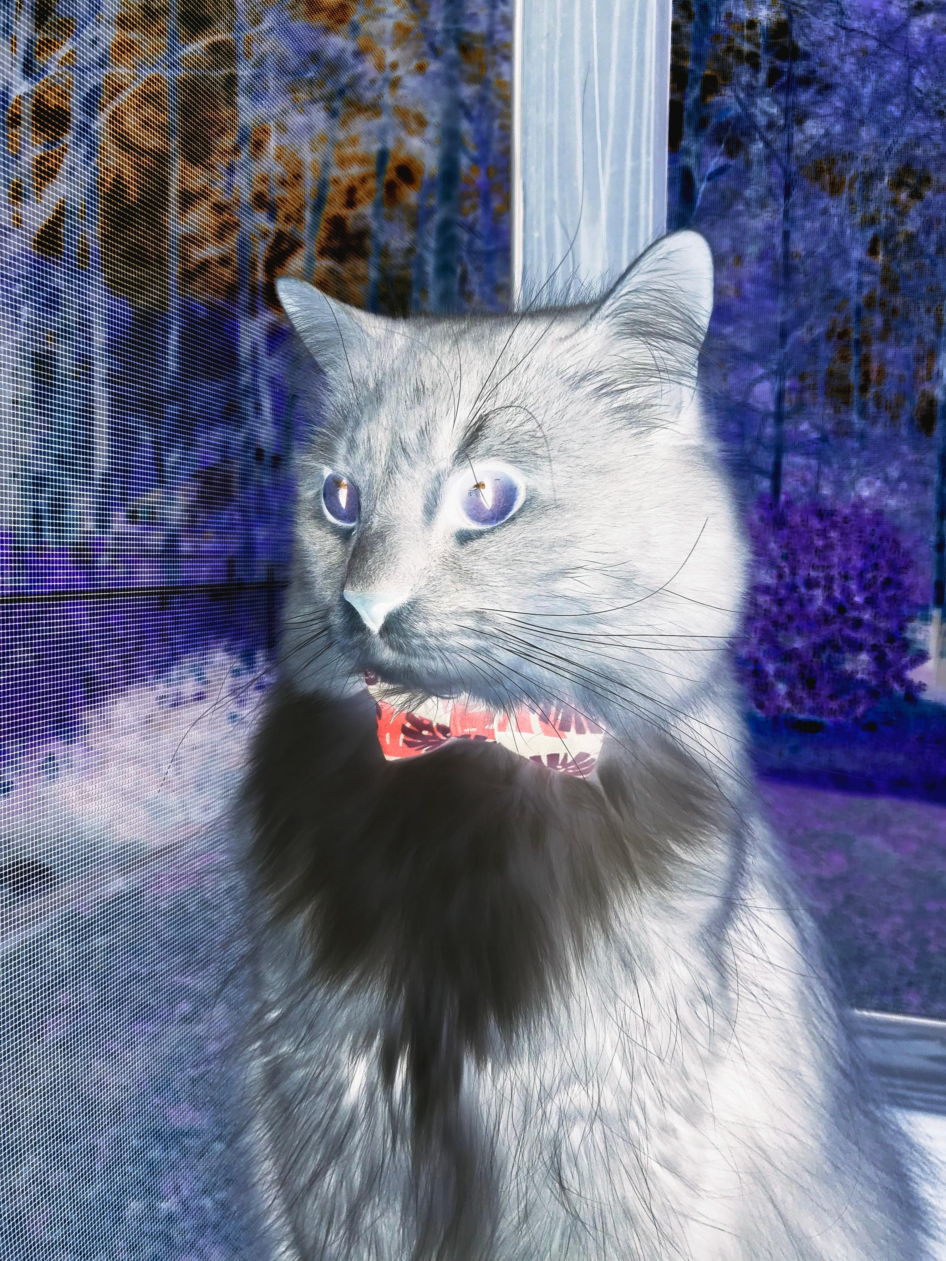 将速度写成诗,法比尼奥在争冠之夜的唯一杰作