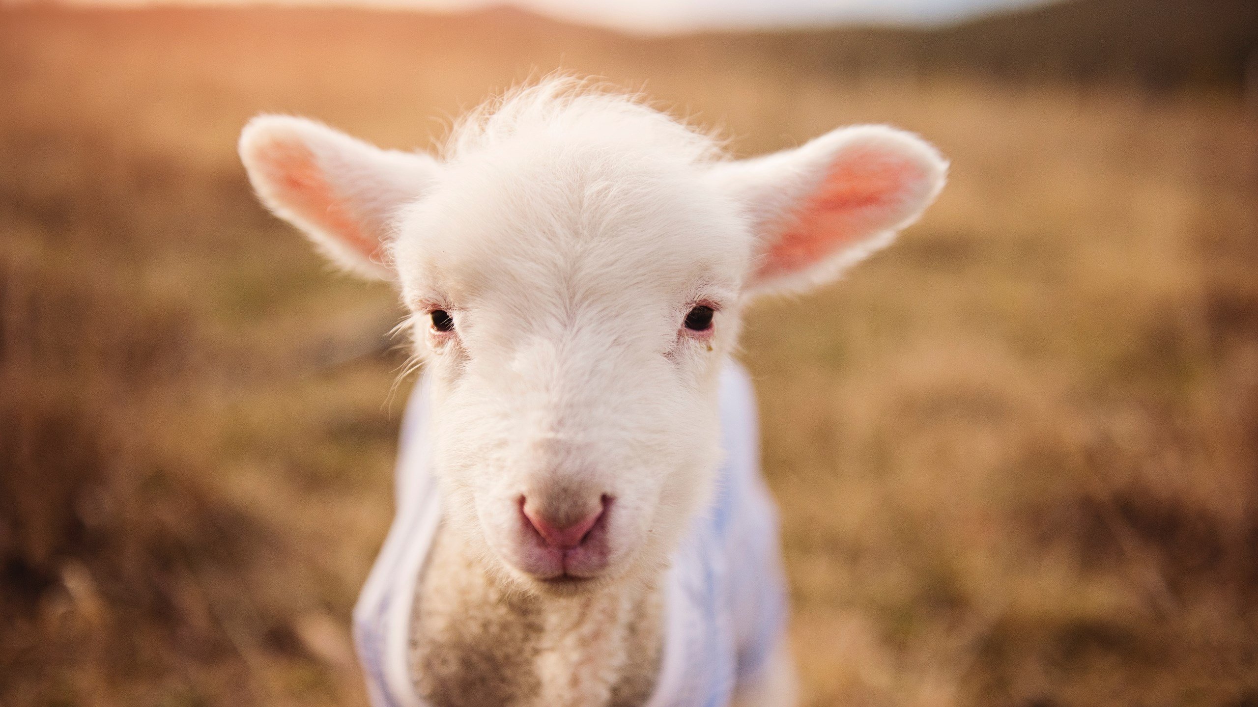 一记三分,一座城市,一个瞬间的永恒
