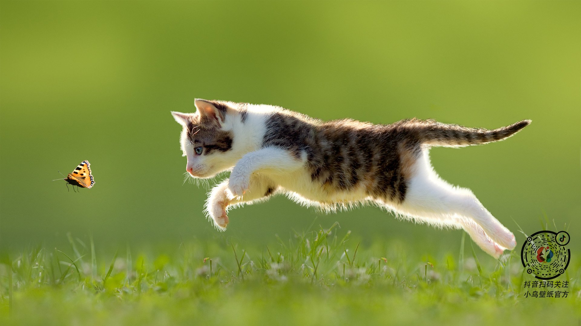 绿茵场与沙漠，戈麦斯的金字塔里程碑