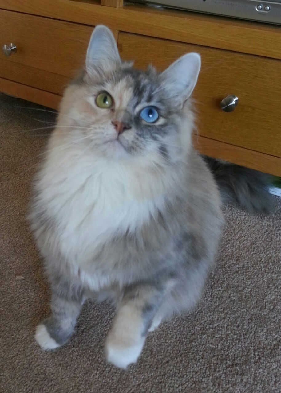 金玟哉一夫当关,那不勒斯攻克佛罗伦萨