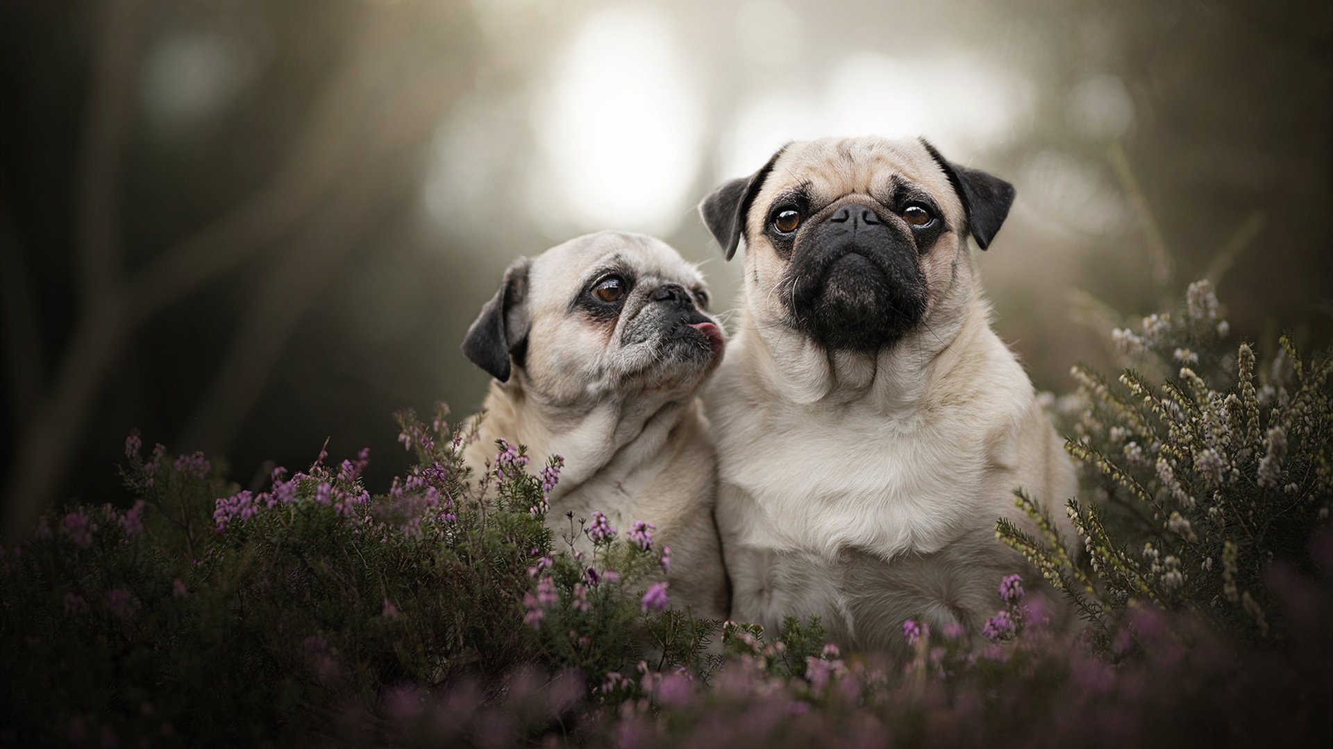 频道故障之夜,当橄榄球撞上F1,内马尔在巴林弯道超车