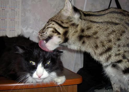 暗夜君王，特奥以统治级数据谱写的F1街道赛交响曲