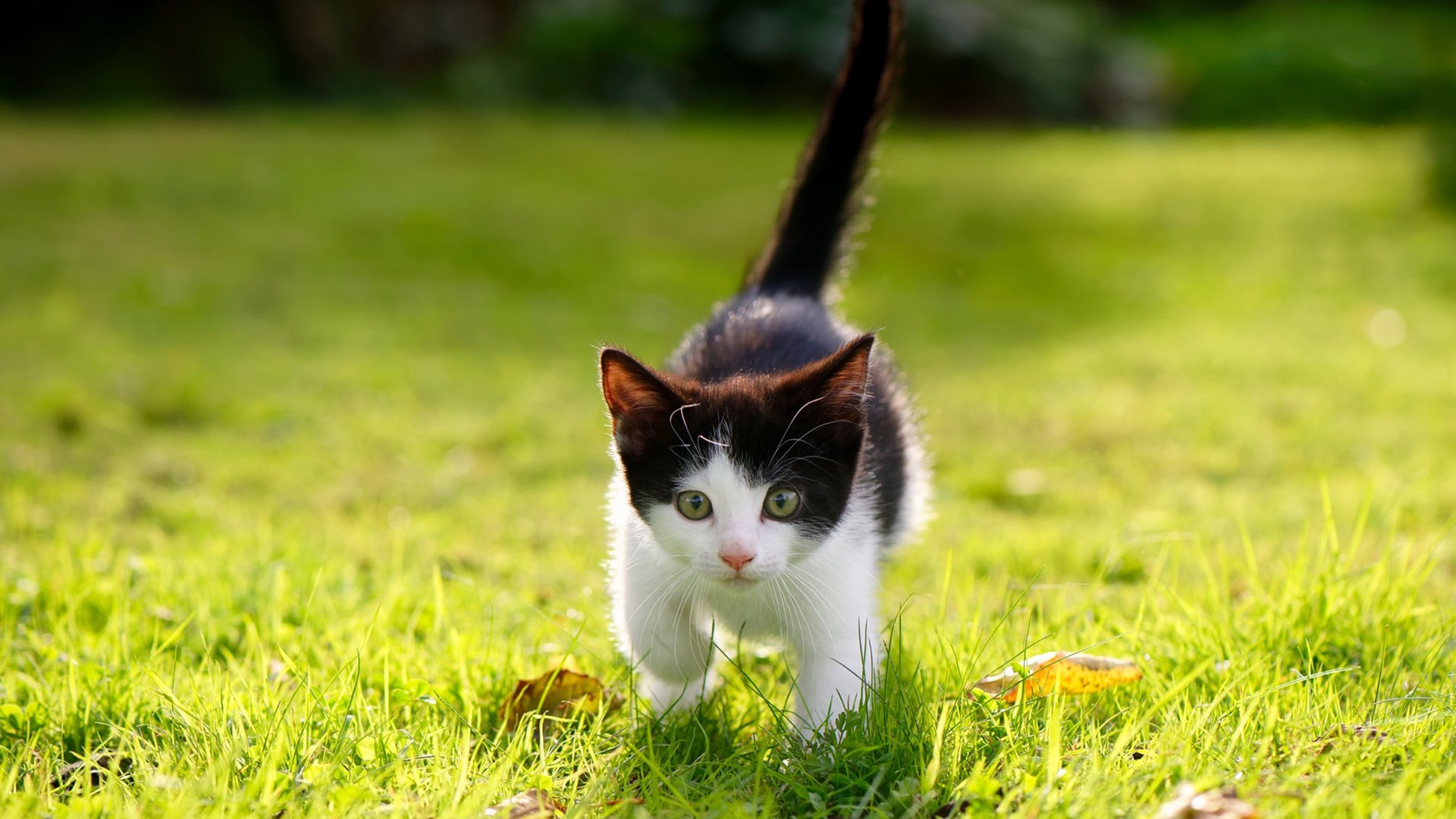 战术诗与暴力诗,哈利伯顿用实力书写序章,雄鹿末段终结吉林队