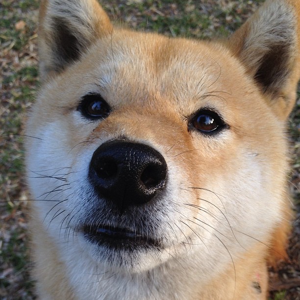 防线撕裂者,门迪让爱尔兰感受曼城风暴