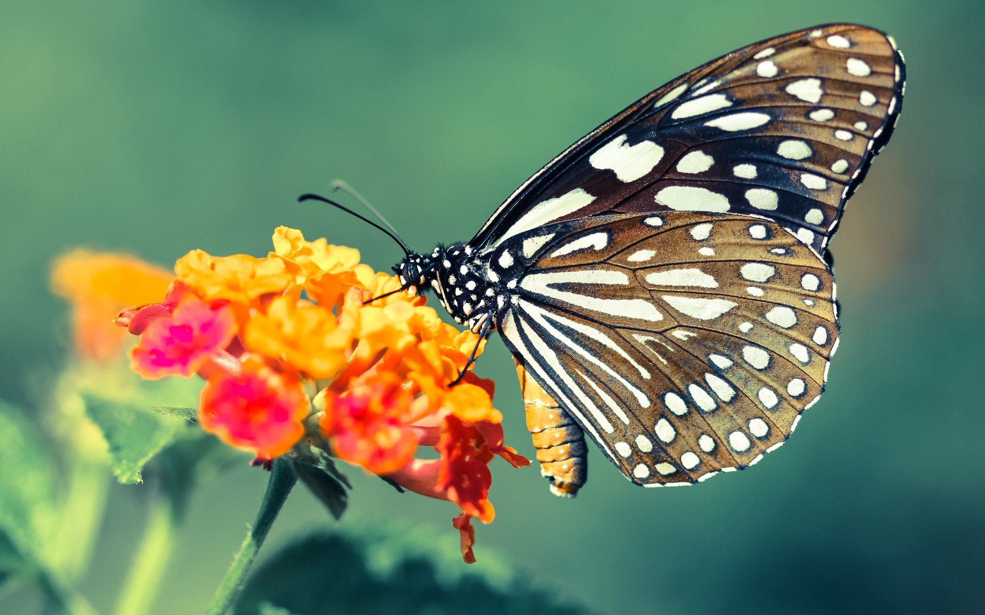生死战利拉德演绎冠军级疯狂，国王绝境掀翻上海改写命运