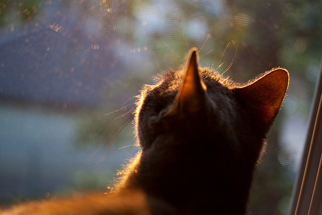 生死战利拉德演绎冠军级疯狂，国王绝境掀翻上海改写命运
