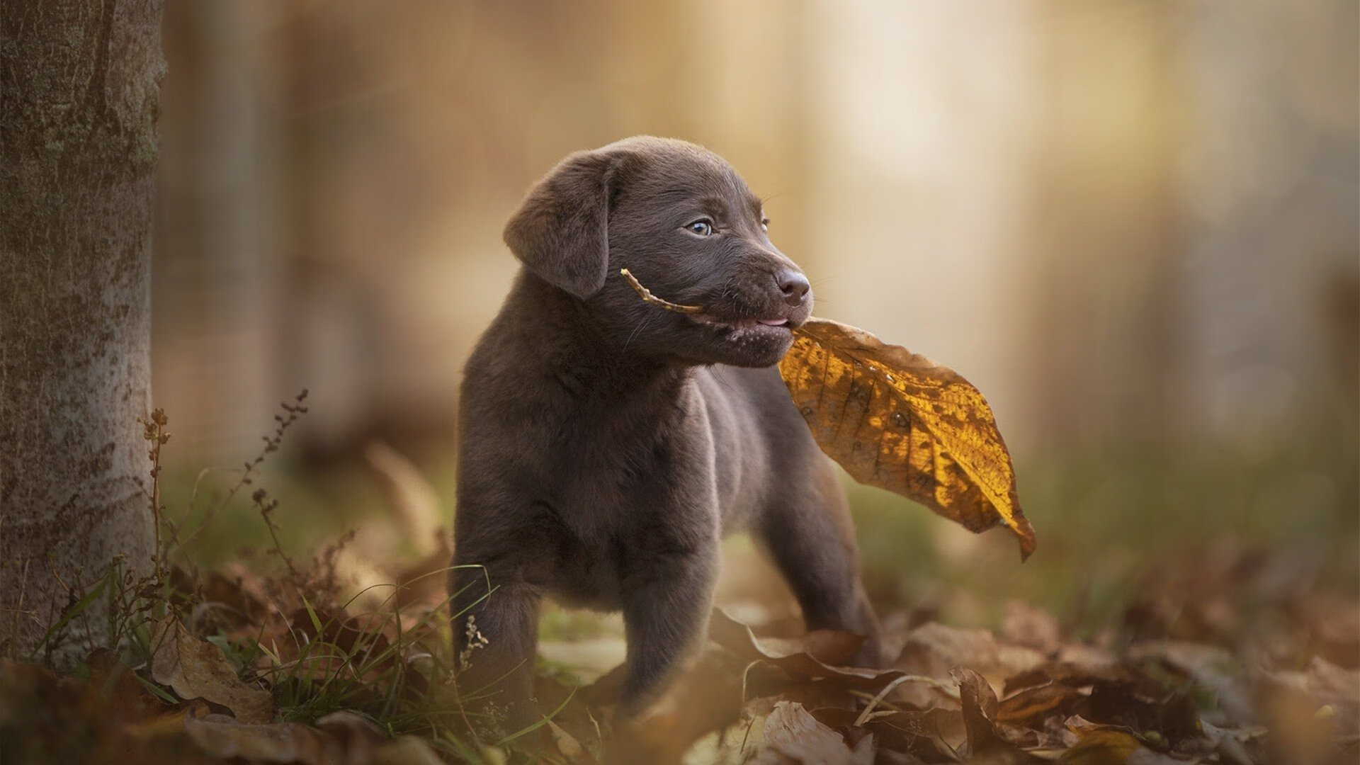 蓝色火焰焚尽神话,那不勒斯的理性复仇夜