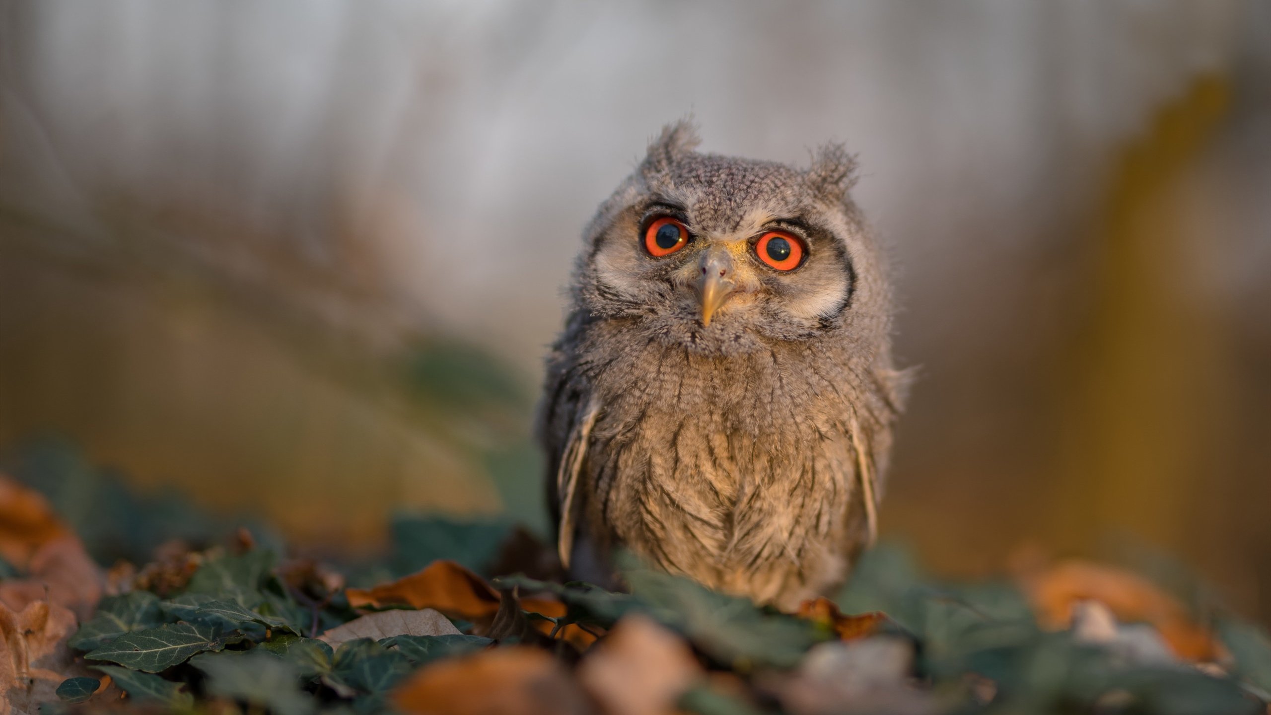 圣西罗南征记，当红黑军团踏足潘帕斯，贝林厄姆的意外钥匙
