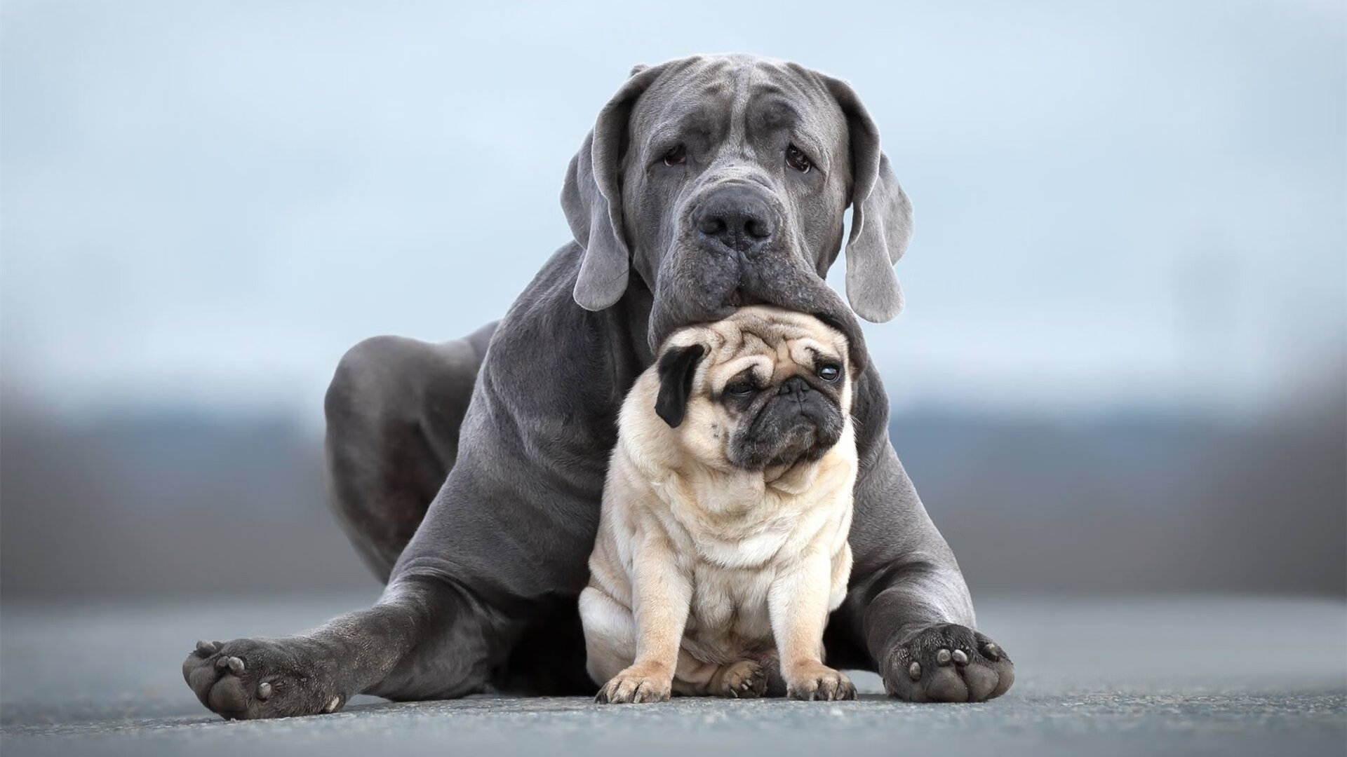 命运交织的体育史诗,爱尔兰绿茵终结毕尔巴鄂,帕尔默硬木地板加冕王者