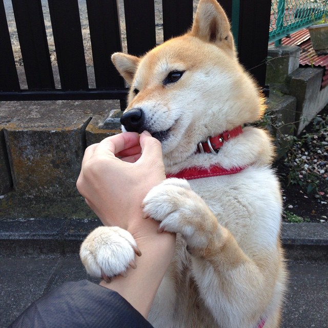 2026世界杯决赛,当哈基米成为唯一的神,韩国碾压尼日利亚的终极解读